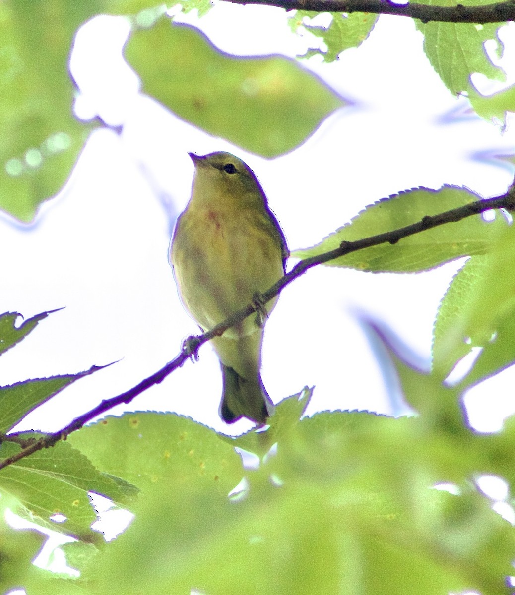 Bay-breasted Warbler - ML608305040