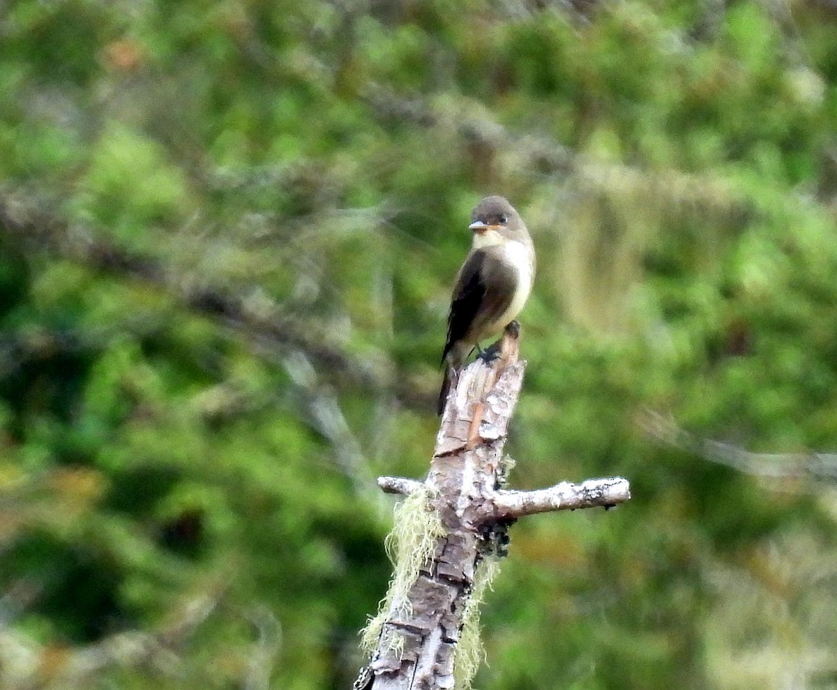 Olive-sided Flycatcher - ML608305101