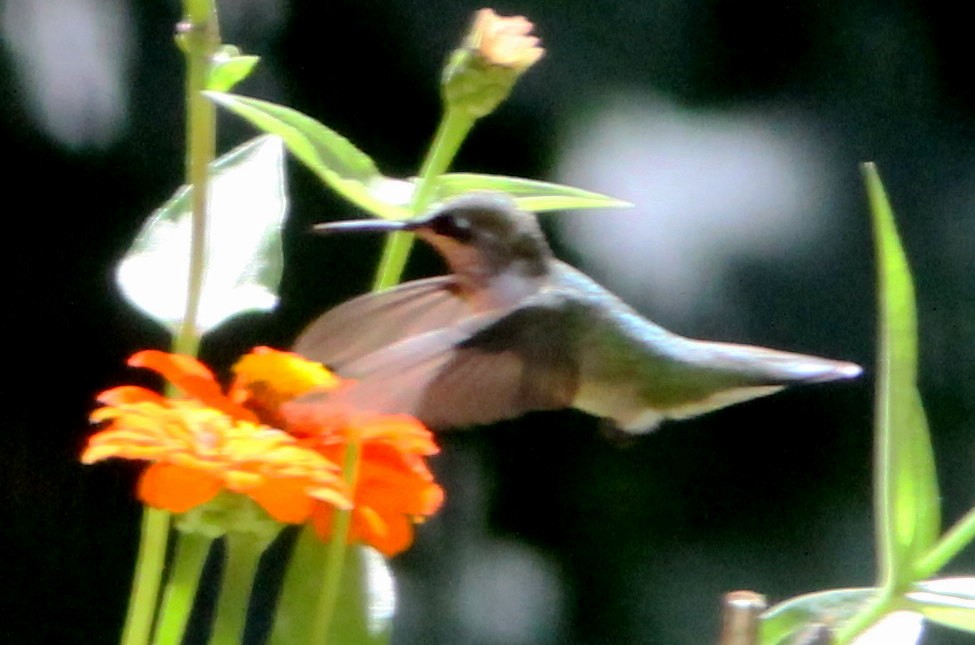 Ruby-throated Hummingbird - ML608305240
