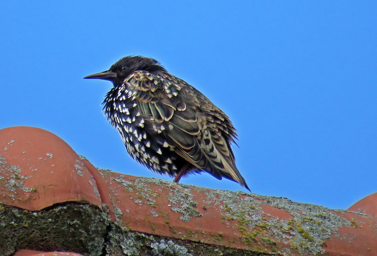 European Starling - ML608305288