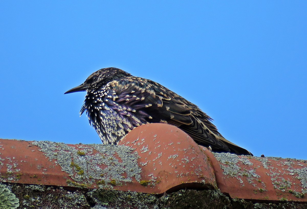 European Starling - ML608305289