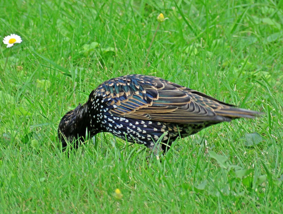 European Starling - ML608305292