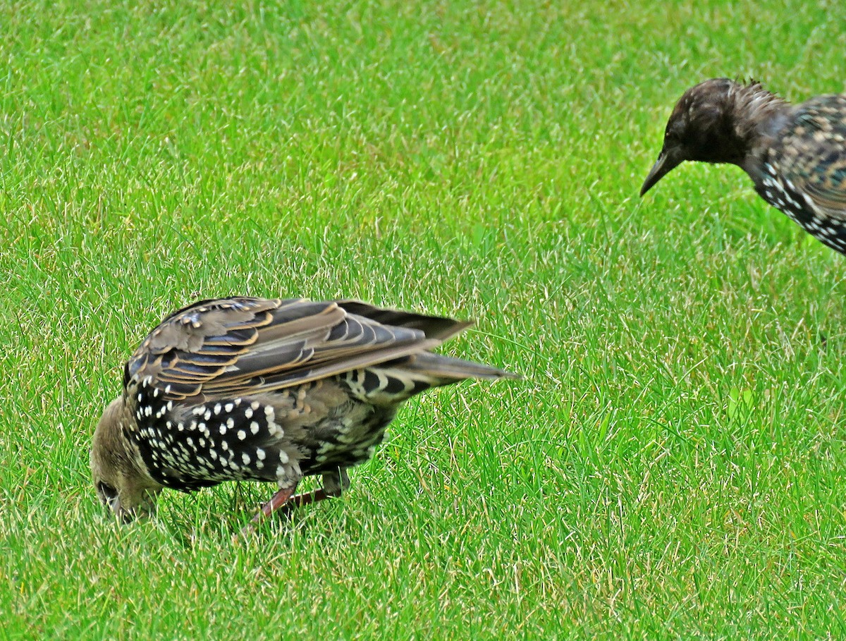 European Starling - ML608305297