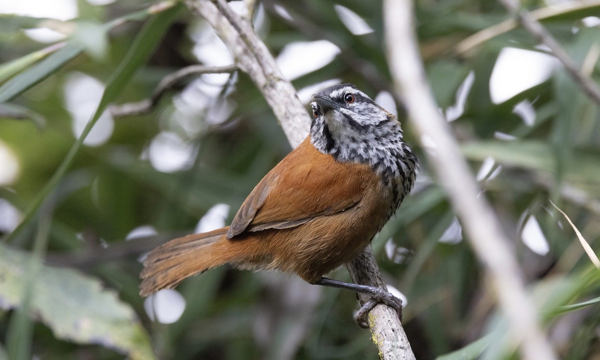 Inca Wren - ML608305420