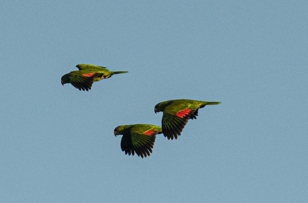 Red-crowned Parrot - Bert Filemyr