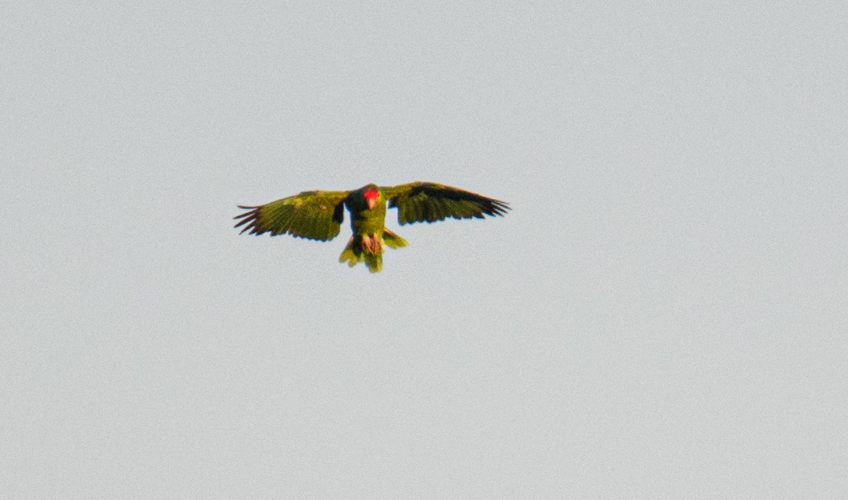 Red-crowned Parrot - Bert Filemyr