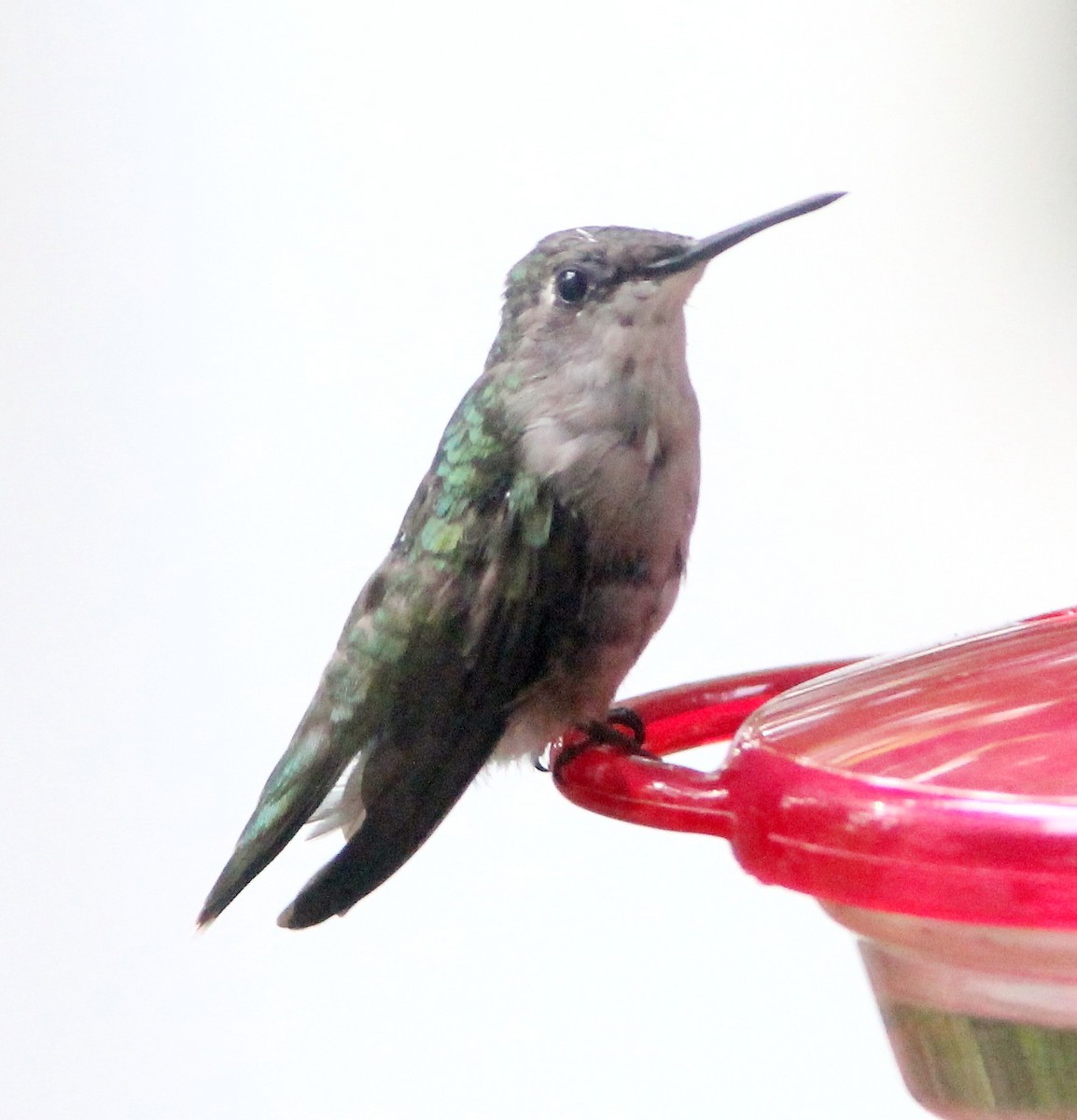 Ruby-throated Hummingbird - ML608305514