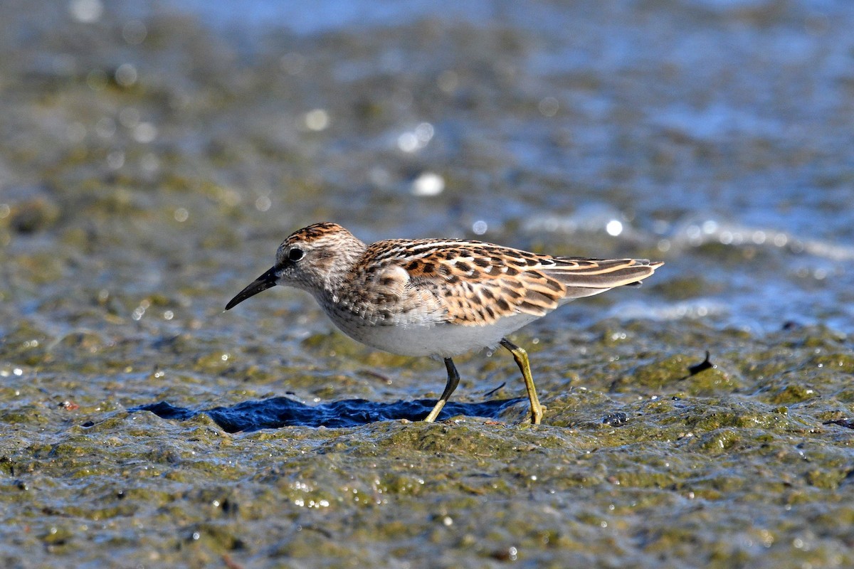 Least Sandpiper - ML608305646