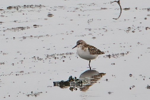 Little Stint - ML608305705