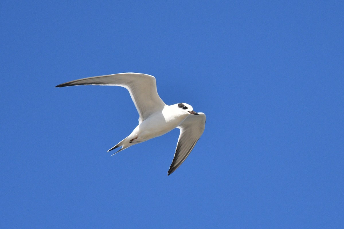 Forster's Tern - ML608305708