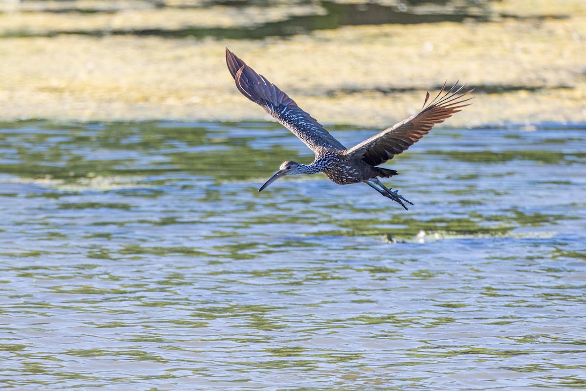 Limpkin - ML608305710