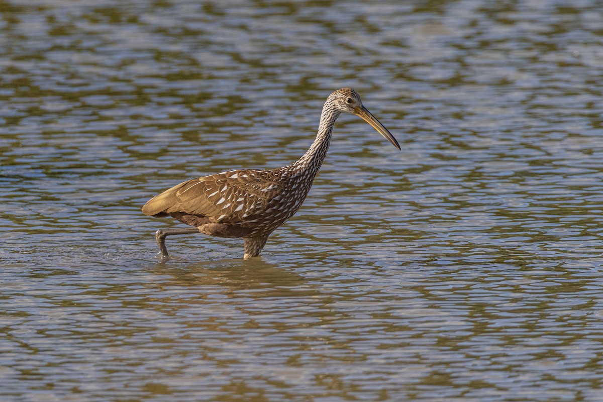 Limpkin - ML608305792