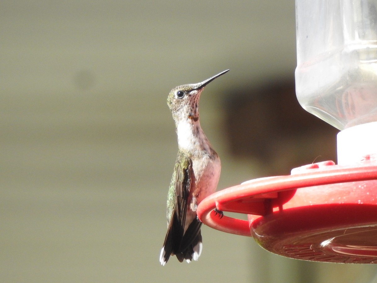Ruby-throated Hummingbird - ML608305824
