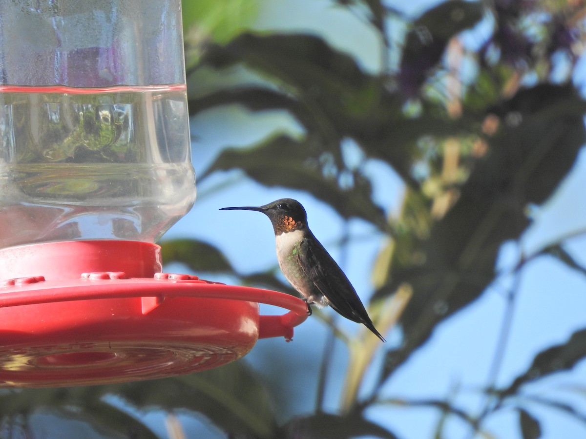 Ruby-throated Hummingbird - ML608305879
