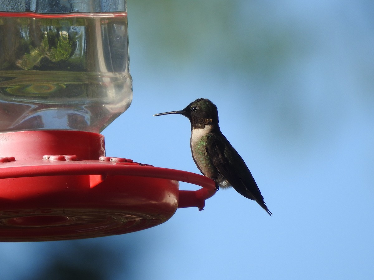 Ruby-throated Hummingbird - ML608305892