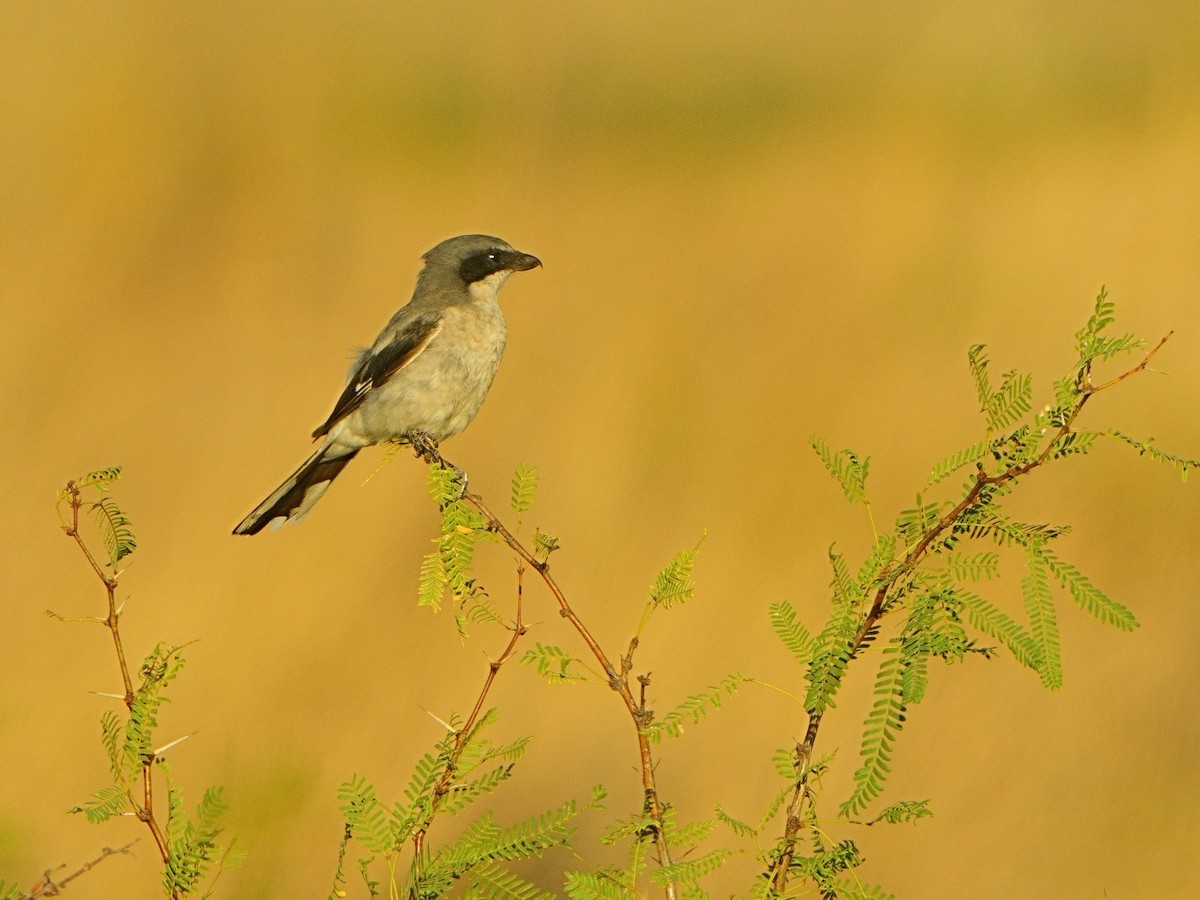 Loggerhead Shrike - Mei Hsiao