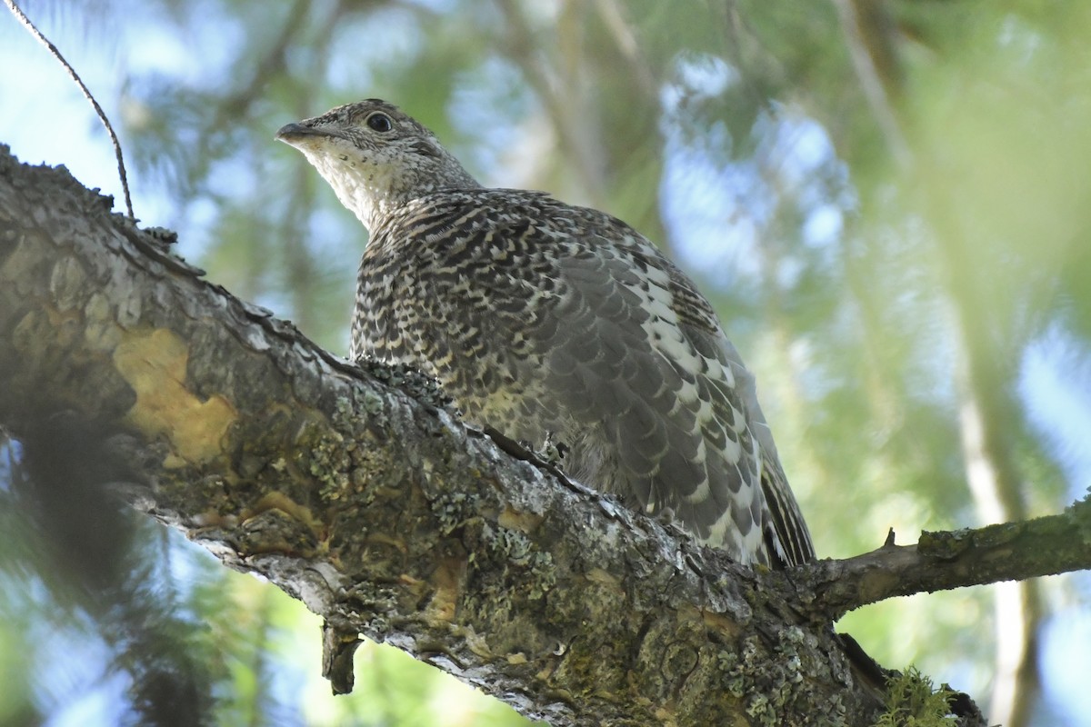 Dusky Grouse - ML608305914