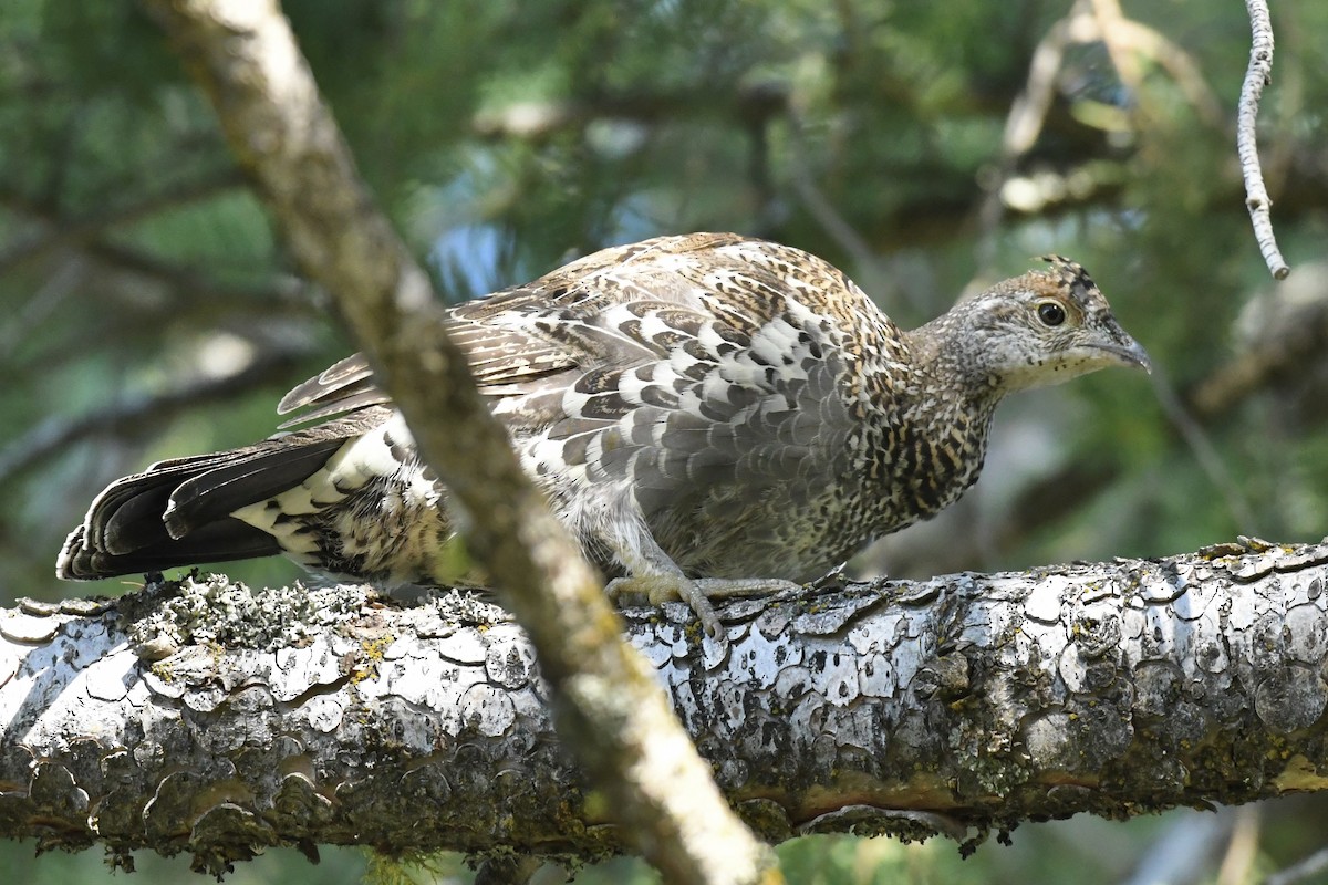 Dusky Grouse - ML608305915