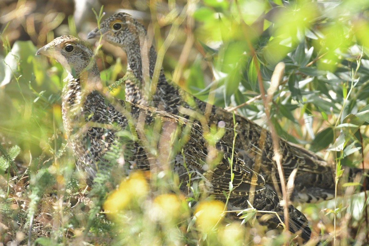 Dusky Grouse - ML608305916