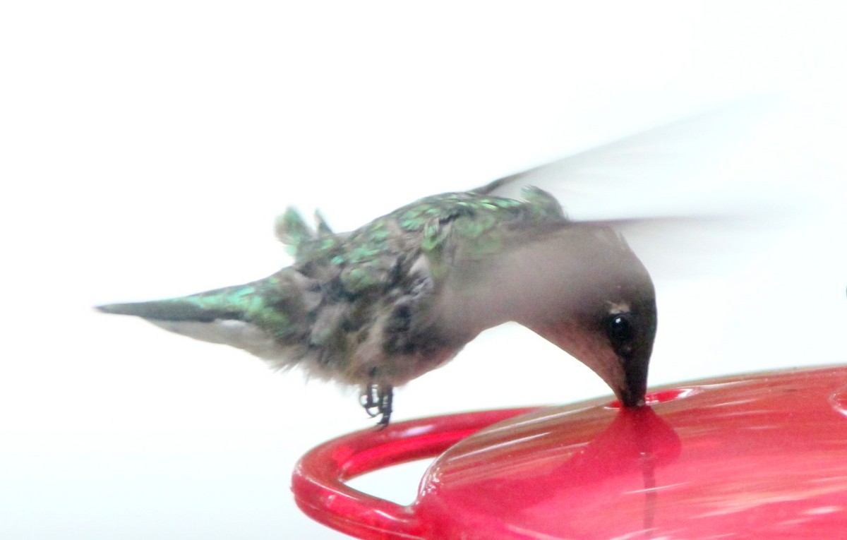 Рубиновогорлый колибри - ML608305921