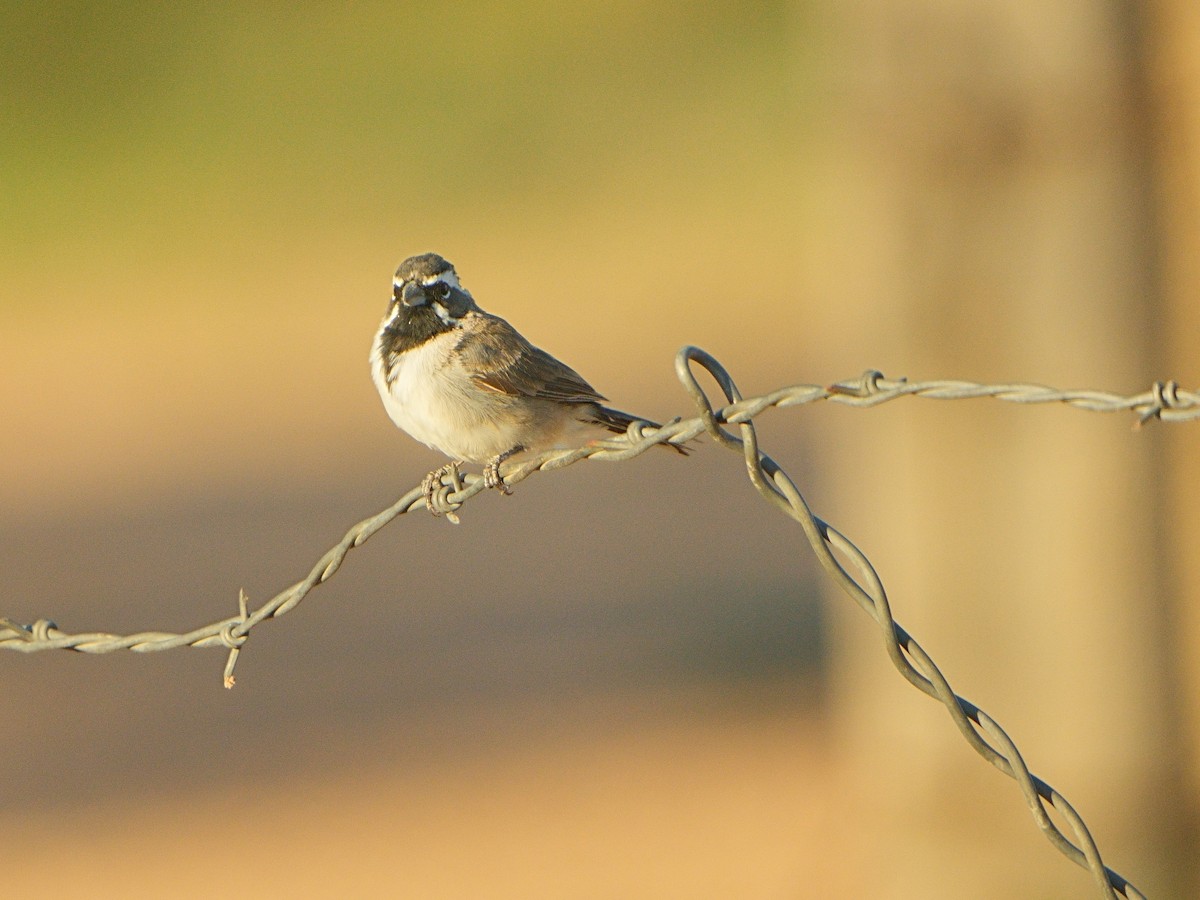 Black-throated Sparrow - Mei Hsiao