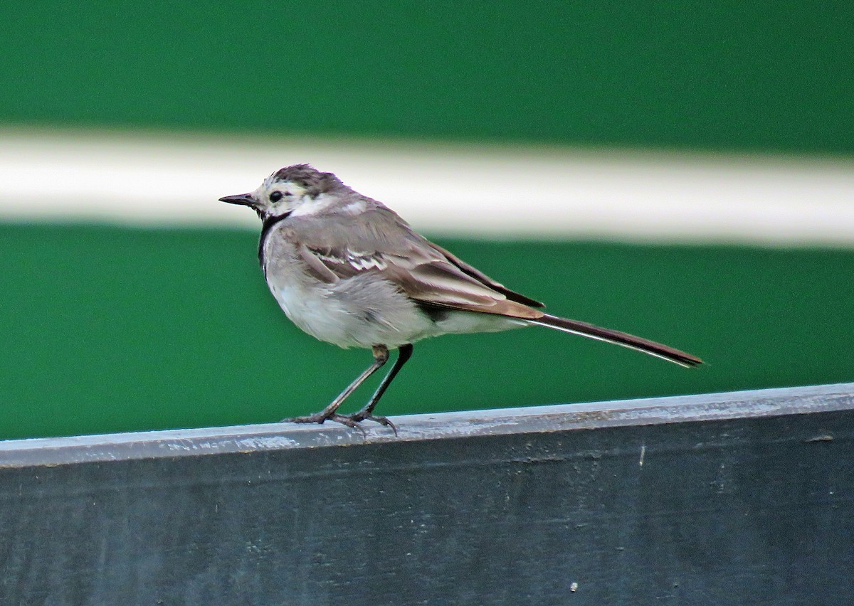 White Wagtail - ML608305996