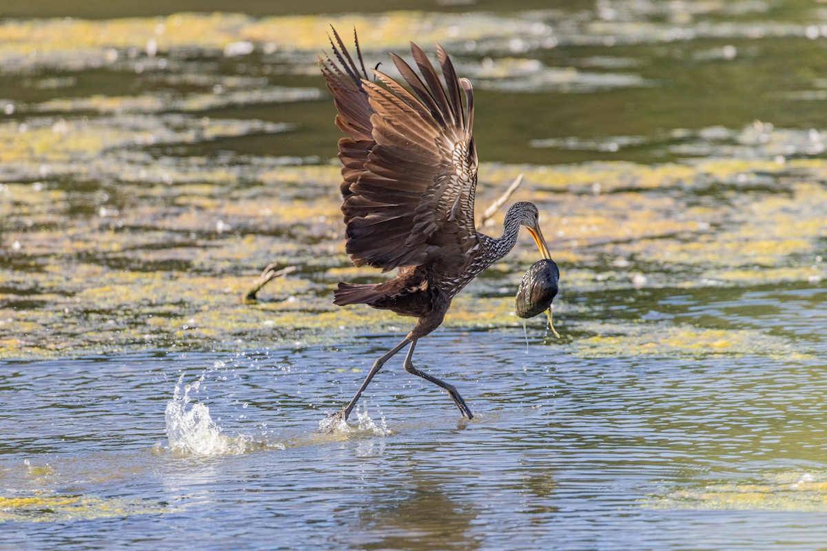 Limpkin - ML608306002