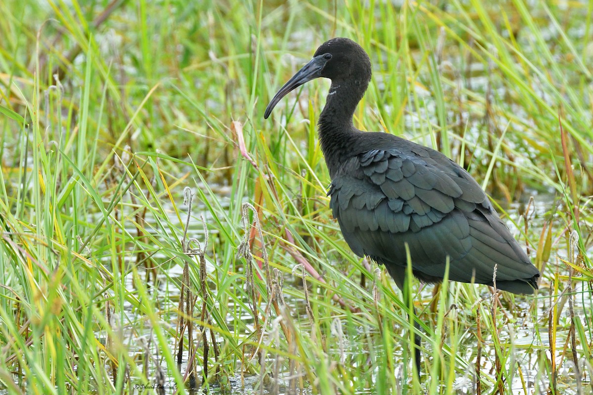 Glossy Ibis - ML608306003