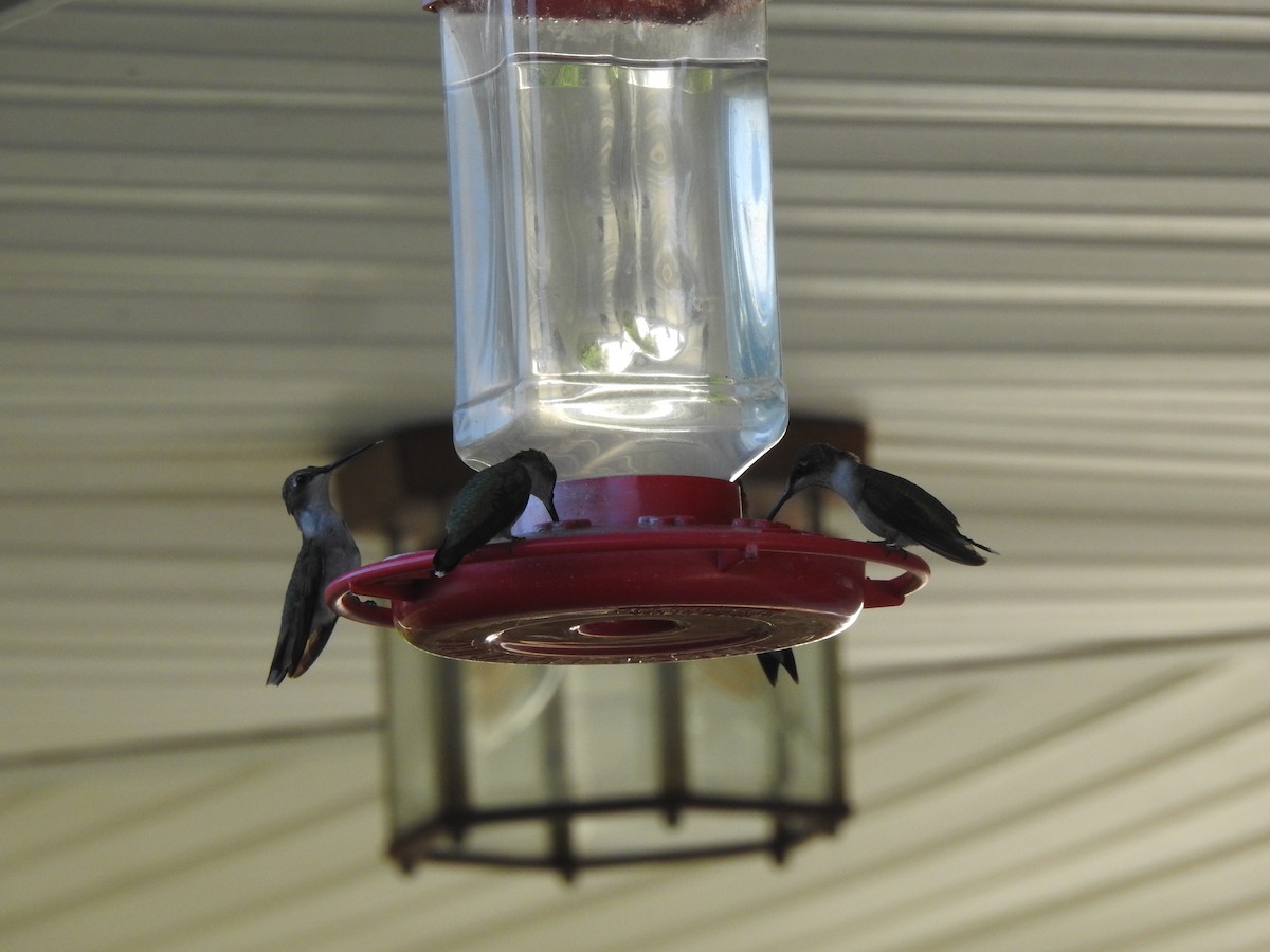 Рубиновогорлый колибри - ML608306008