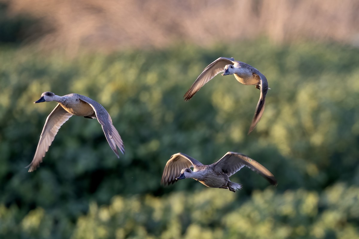 Marbled Duck - ML608306121