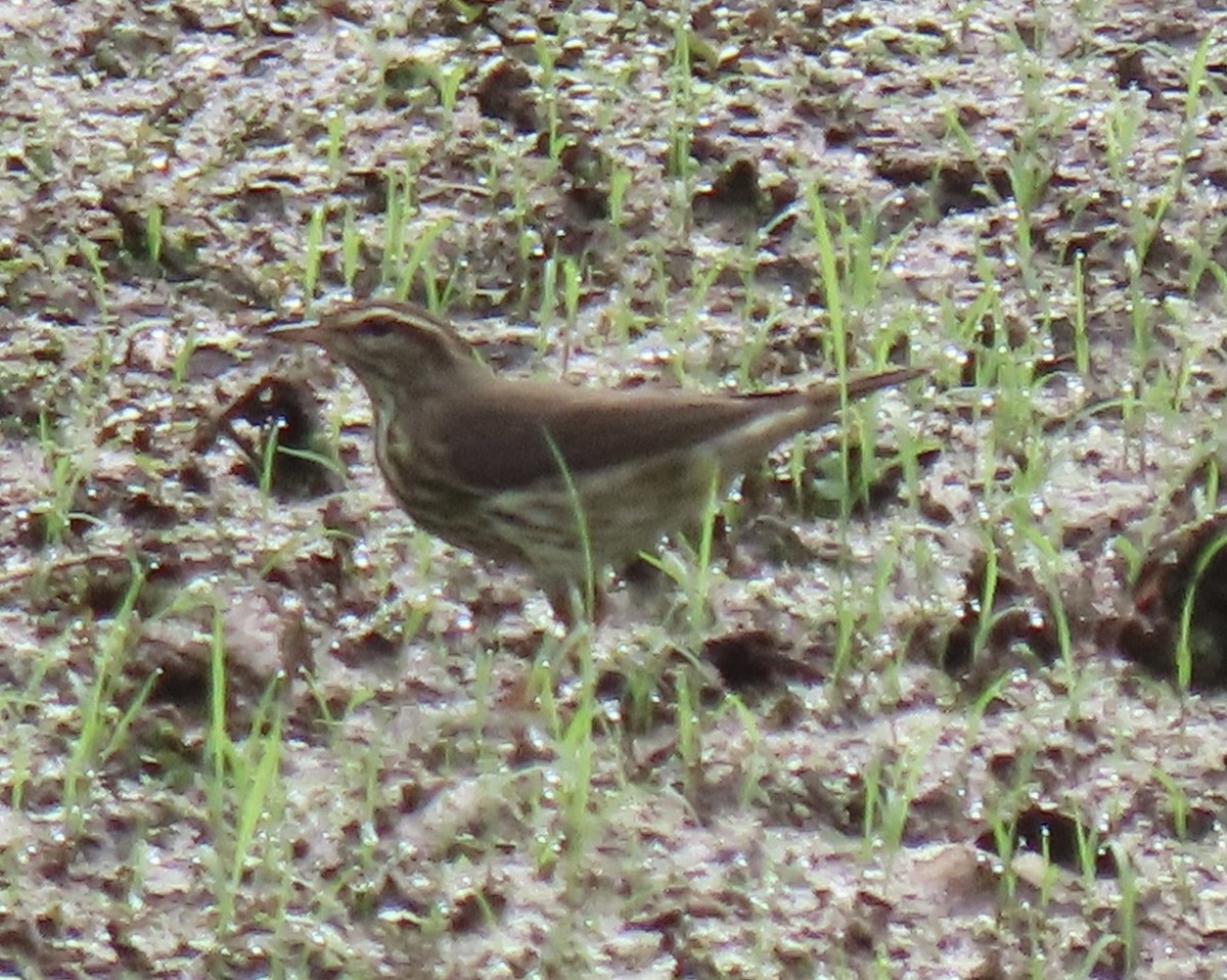 Northern Waterthrush - ML608306141