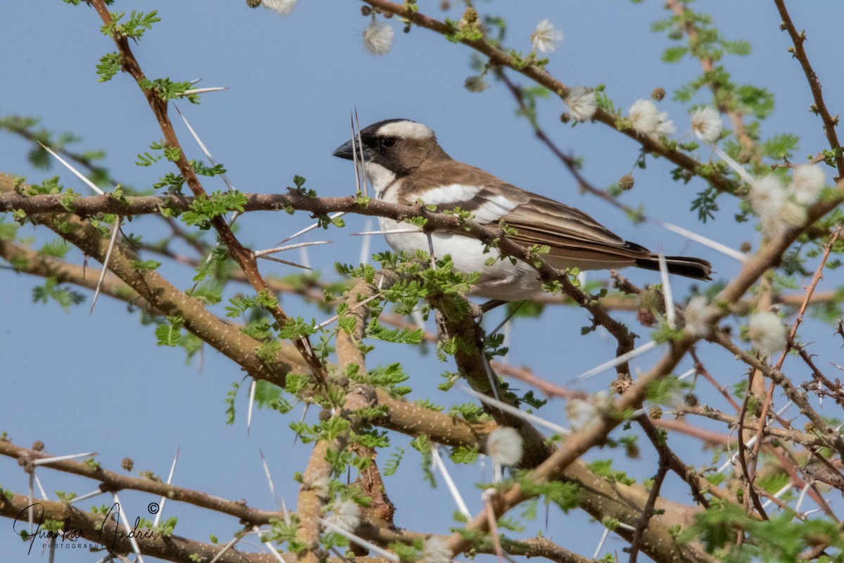 White-browed Sparrow-Weaver - Juan Carlos Andrés