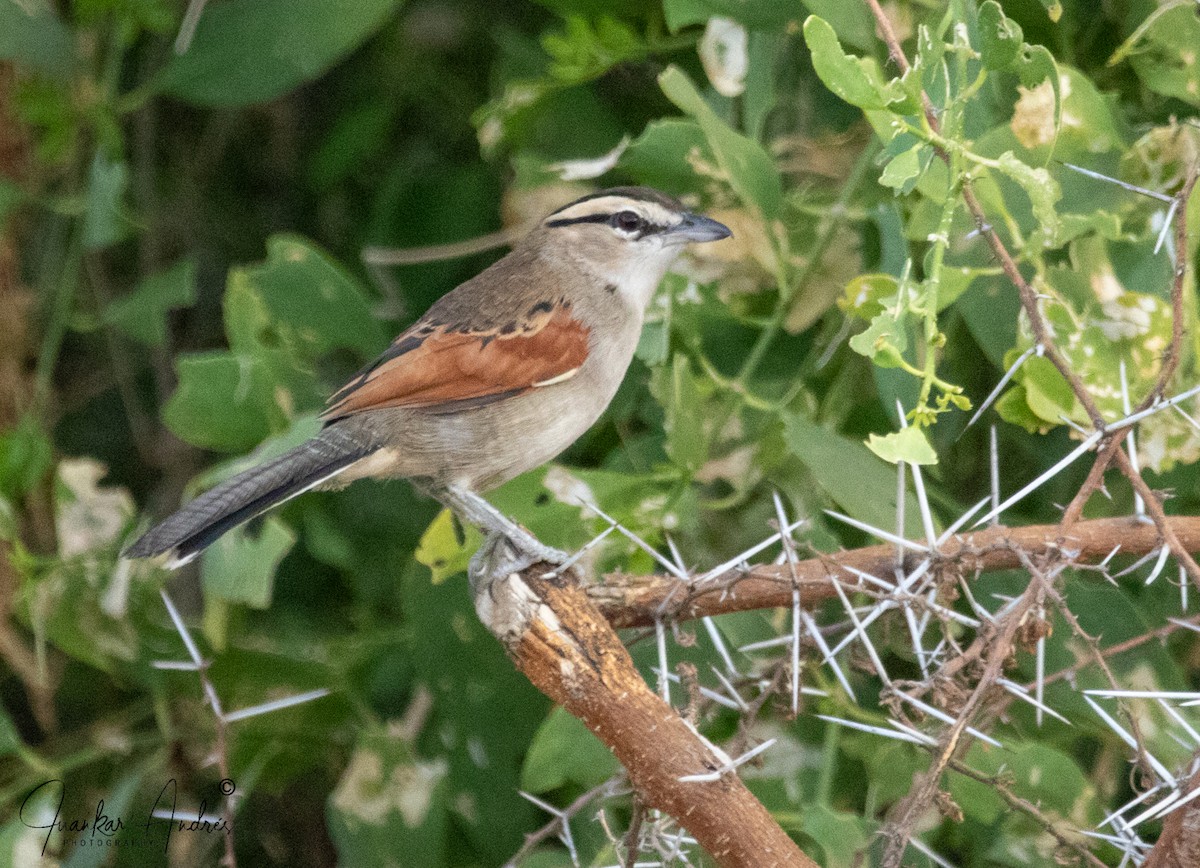 Schwarzkopf-Bartvogel - ML608306283