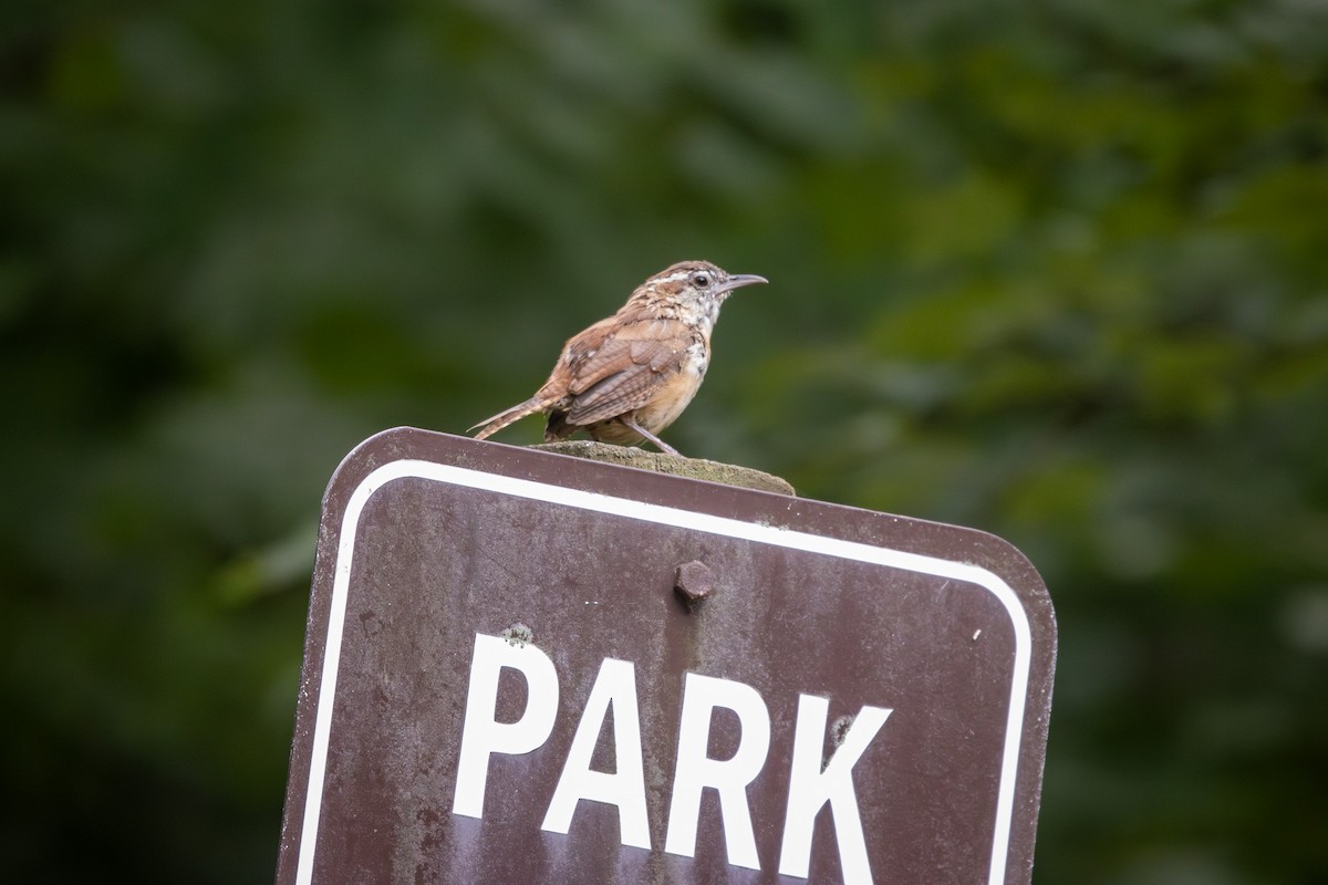 Carolina Wren - ML608306322