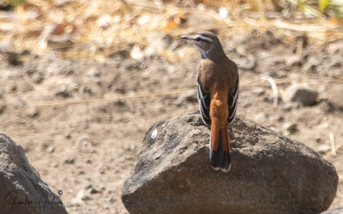 Red-backed Scrub-Robin - ML608306332