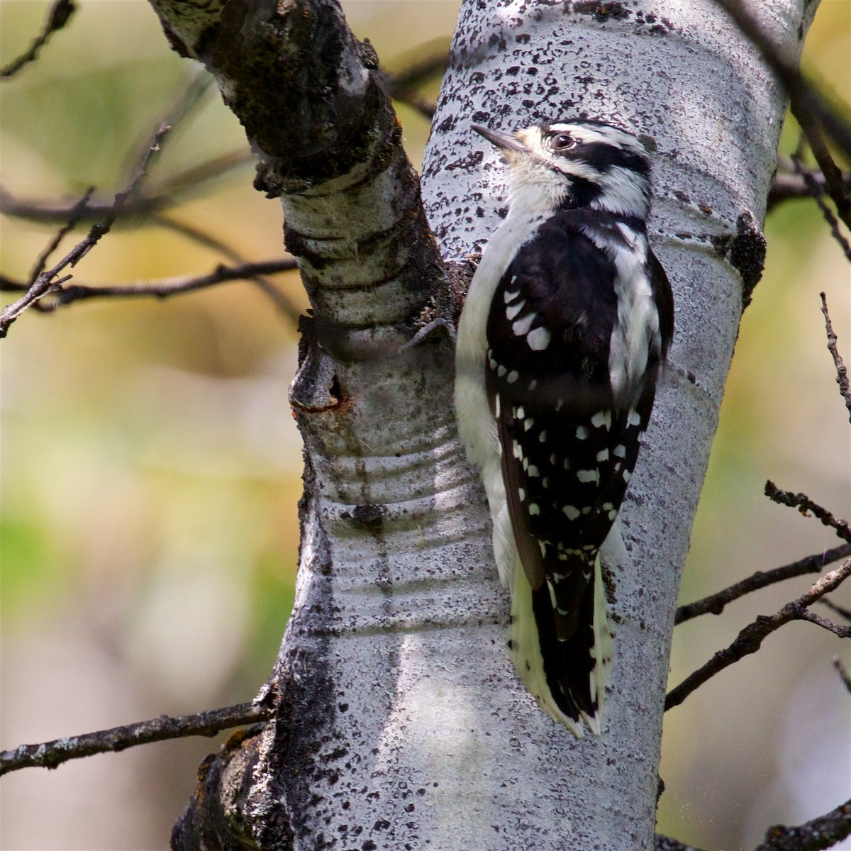 Downy Woodpecker - ML608306433