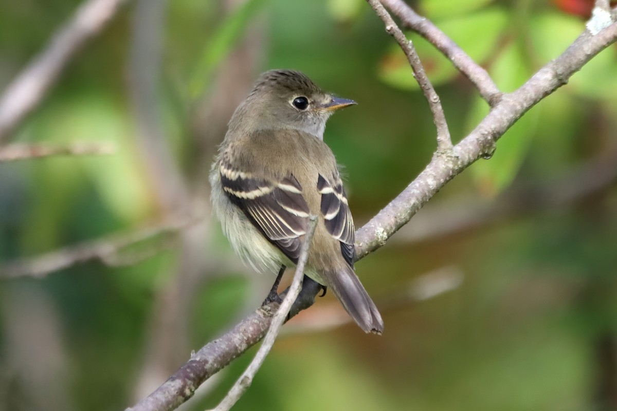 Alder Flycatcher - ML608306449