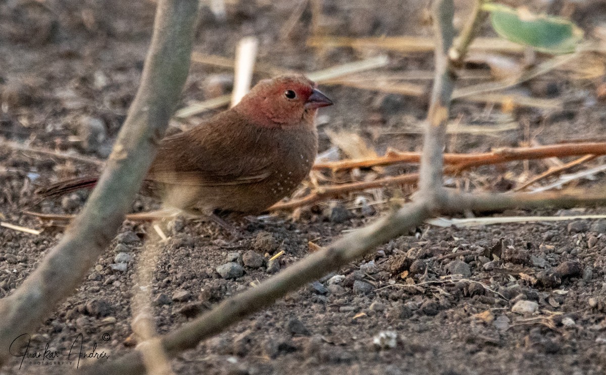 Red-billed Firefinch - ML608306501