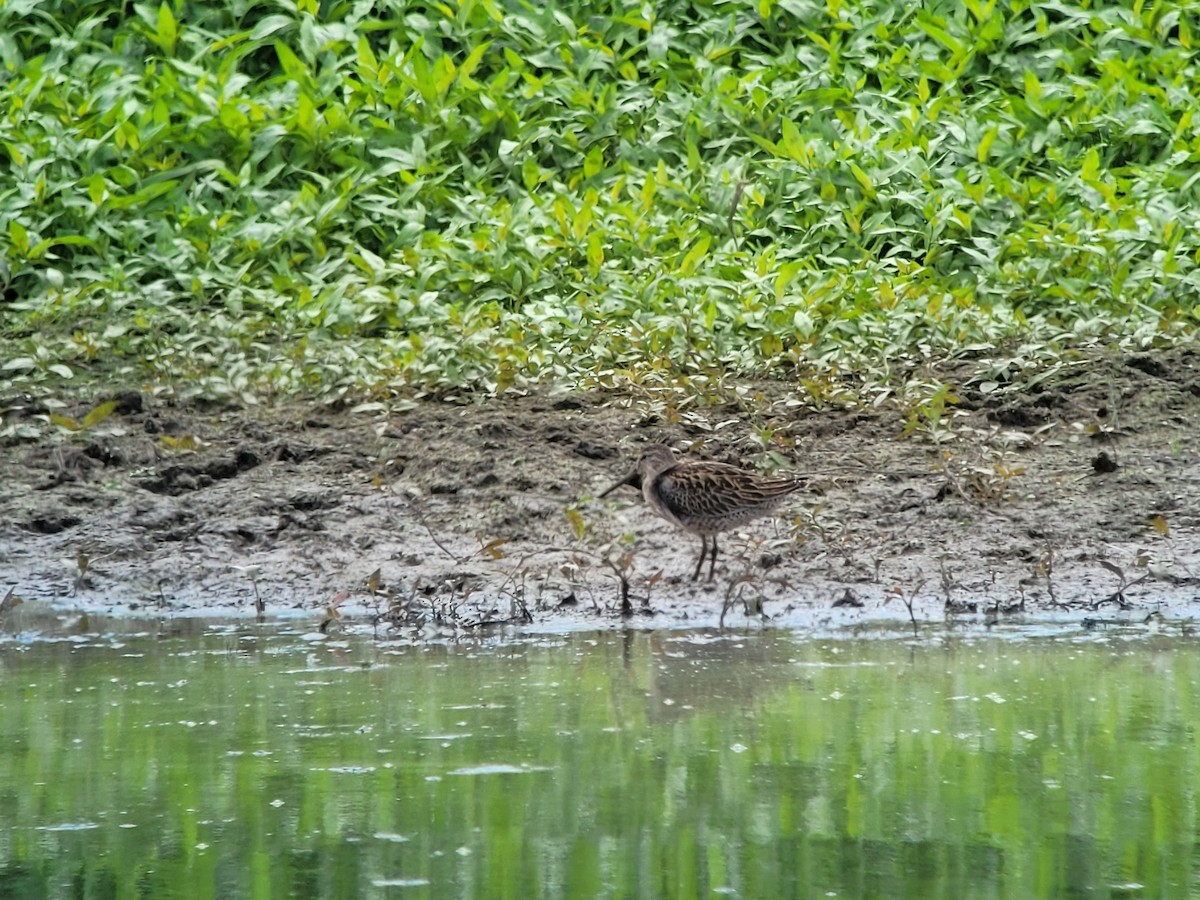 Short-billed Dowitcher - ML608306649