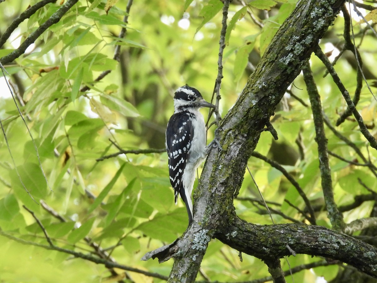 Hairy Woodpecker - Sandy and Stephen Birge