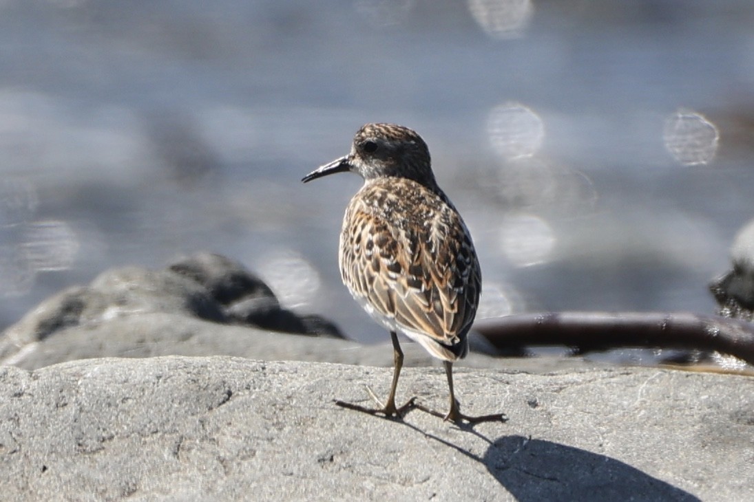 Least Sandpiper - ML608306882