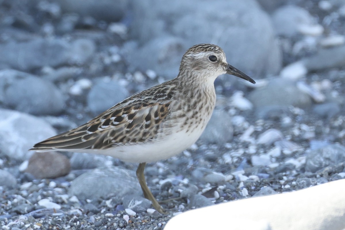 Least Sandpiper - ML608306883