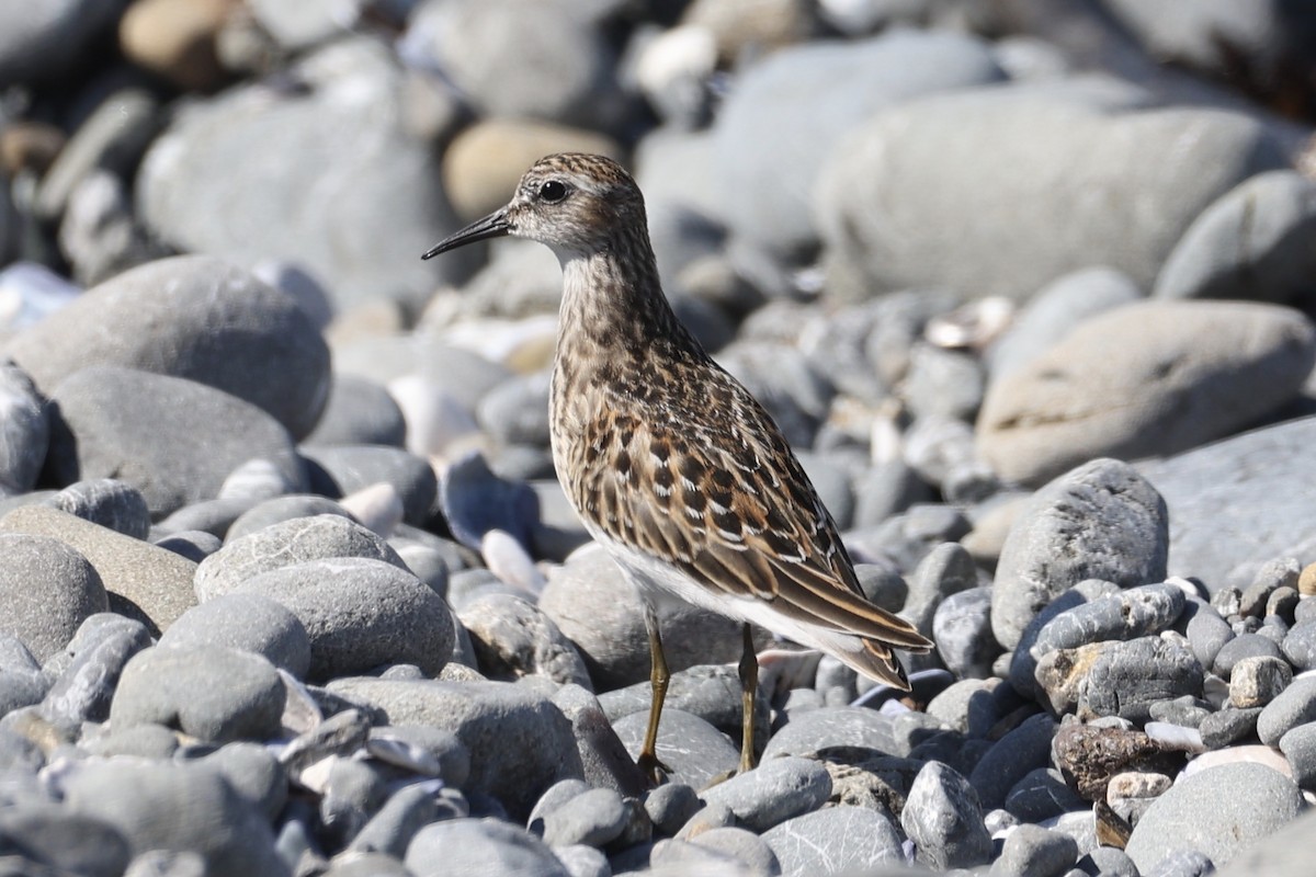 Least Sandpiper - ML608306886