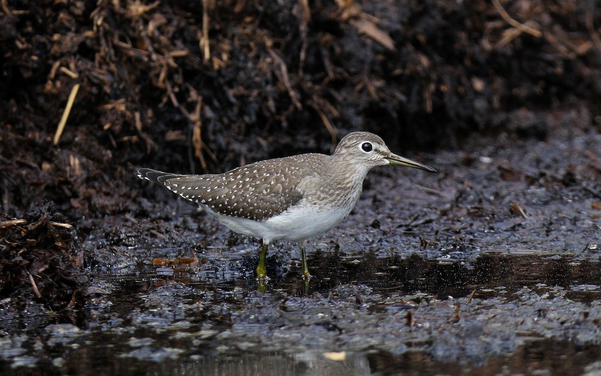 Solitary Sandpiper - ML608306971