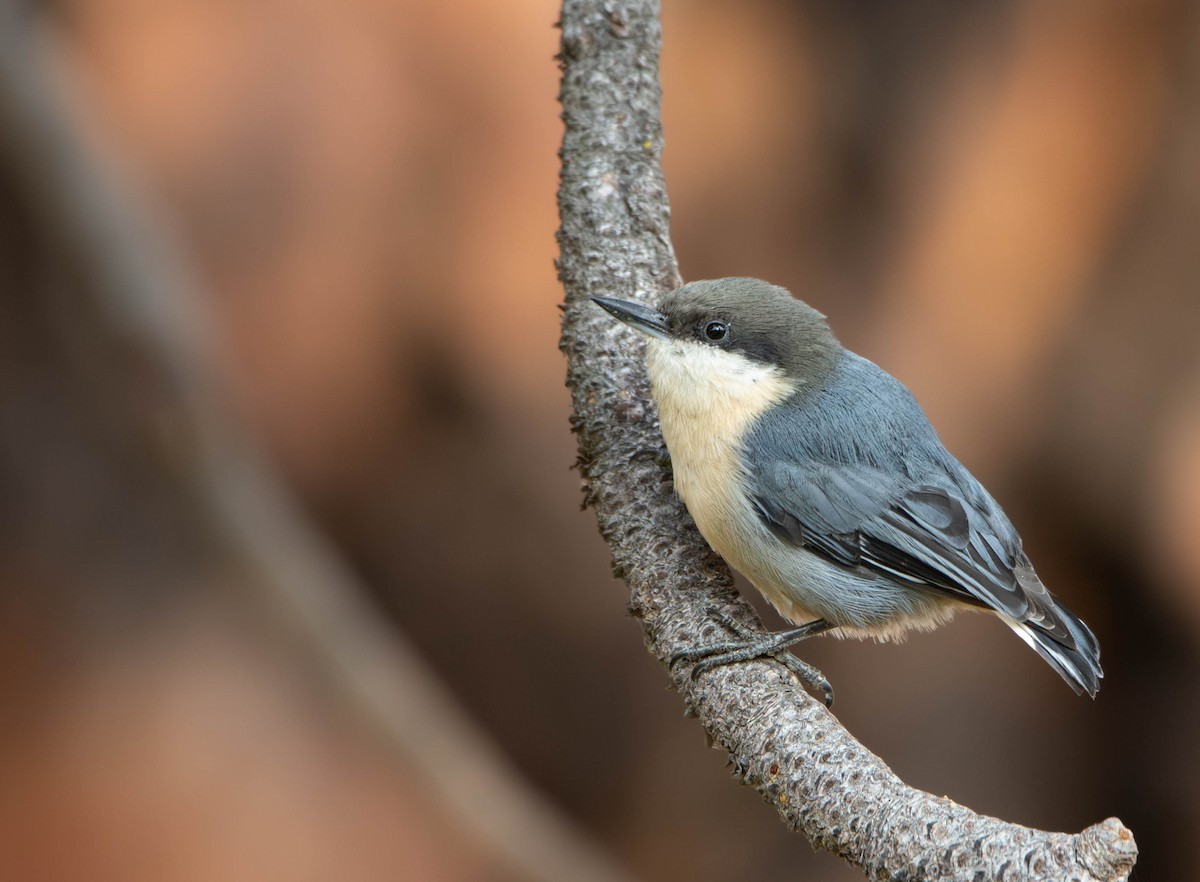 Pygmy Nuthatch - Micah Anderson