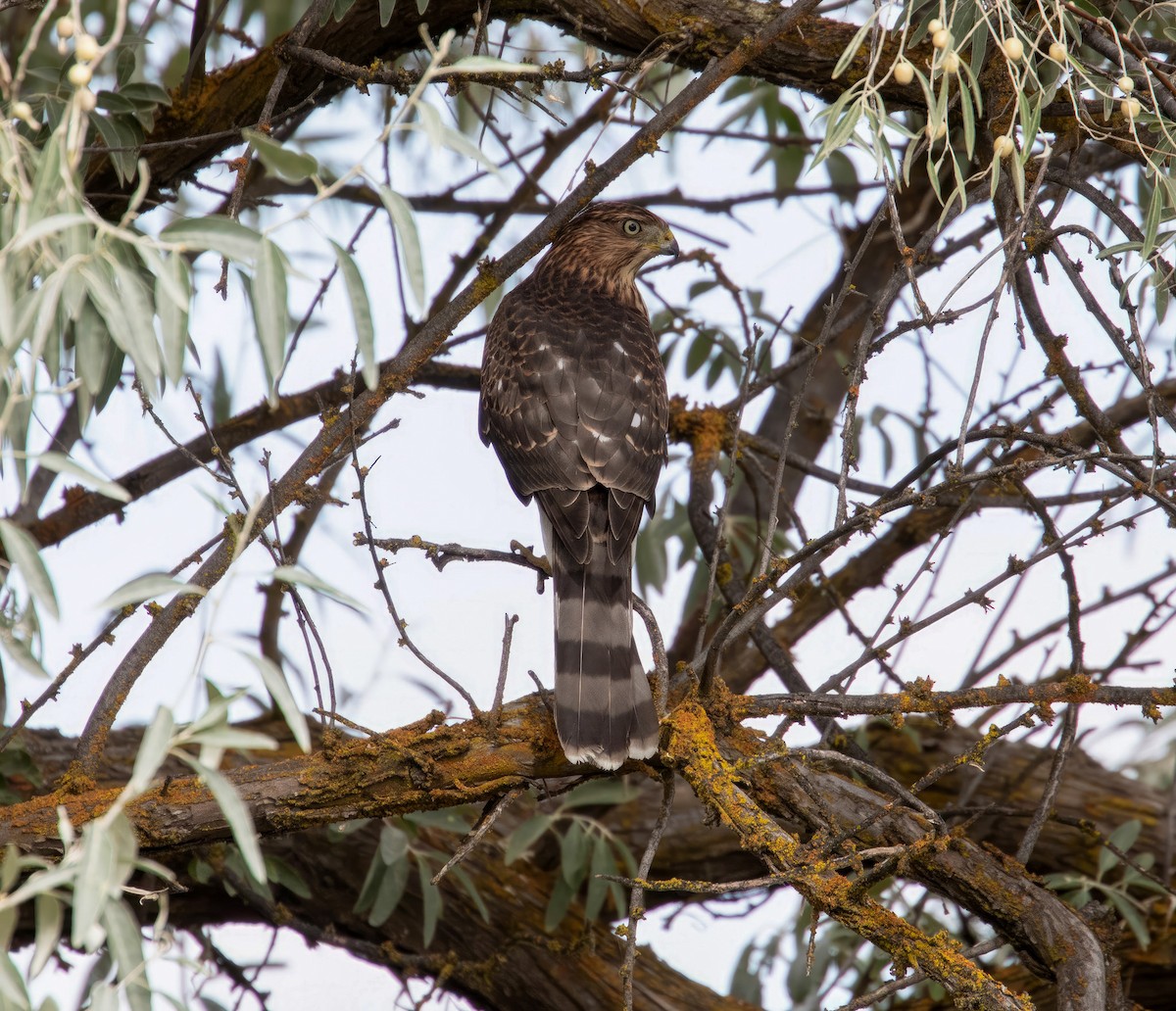 Cooper's Hawk - ML608307000