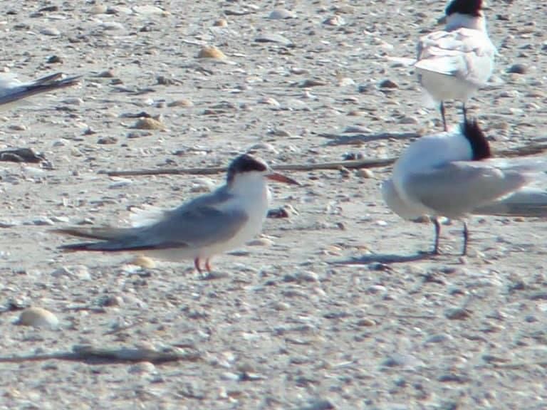 Common Tern - ML608307033