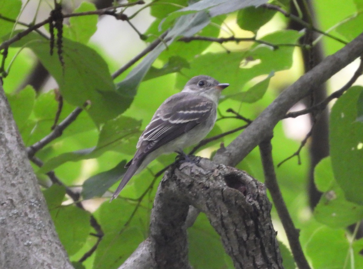 Eastern Wood-Pewee - ML608307349