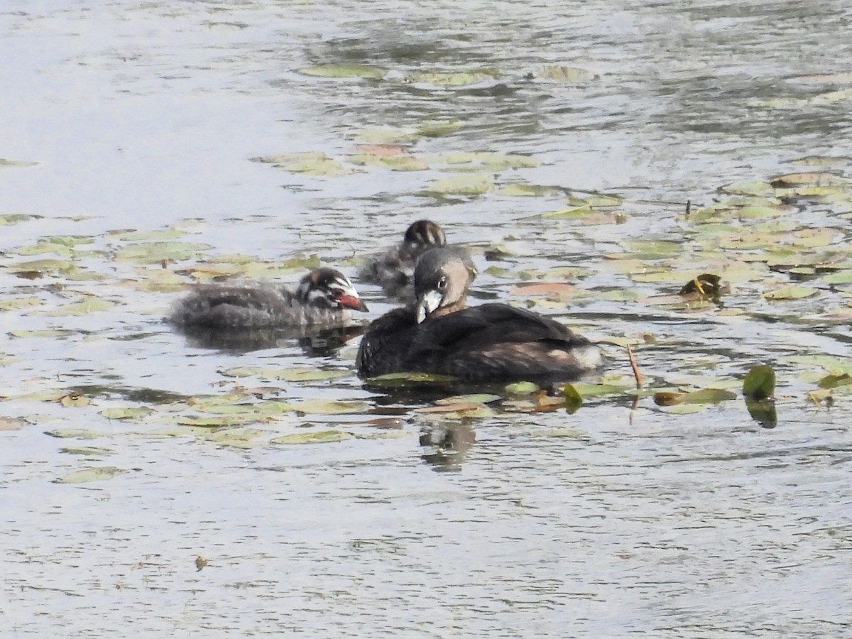 Pied-billed Grebe - ML608307410