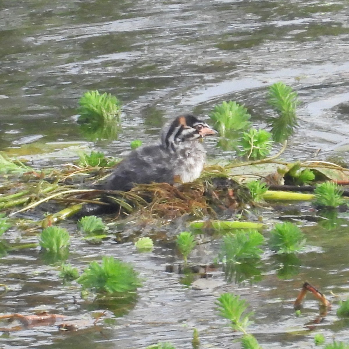 Pied-billed Grebe - ML608307415